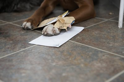 Michael Blann/Digital Vision/Getty Images A jealous dog may become destructive.