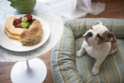 Chris Amaral/Digital Vision/Getty Images Don't let him charm you into giving him unhealthy snacks.
