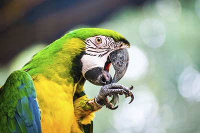 Yotsaran/iStock/Getty Images Keep chocolate out of your inquisitive parrot's reach.