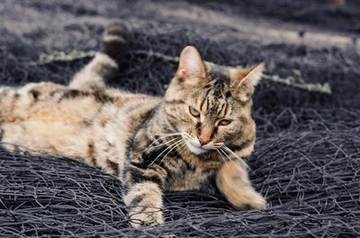 Jupiterimages/Photos.com/Getty Images Propylene glycol can make cats extremely sick.
