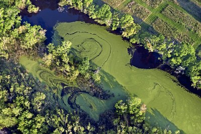 Thinkstock/Comstock/Getty Images Algae plagues both ponds and aquariums.