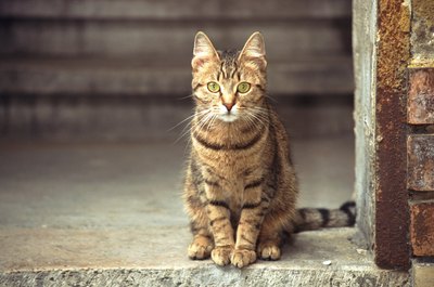 John Foxx/Stockbyte/Getty Images Oral squamous cell carcinoma is the most common oral cancer in felines.