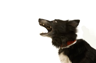 Jupiterimages/Photos.com/Getty Images Hear Piper bark, even when you're sleeping.