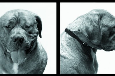 Photodisc/Photodisc/Getty Images Clean your mastiff's face and body.
