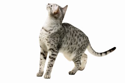 George Doyle & Ciaran Griffin/Stockbyte/Getty Images Gray cats are actually silver or blue.