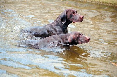 Jupiterimages/Photos.com/Getty Images Some dogs are water-resistant.