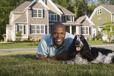 Jupiterimages/Comstock/Getty Images Be patient, training a Cocker Spaniel to pee outside may take up to six months.