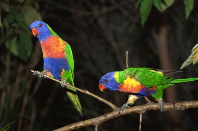 Comstock Images/Comstock/Getty Images Parrots aren't a type of bird that needs gravel for digestion.