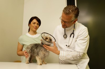 Dean Golja/Digital Vision/Getty Images Vet assistant interviews focus on teamwork skills and animal experience.