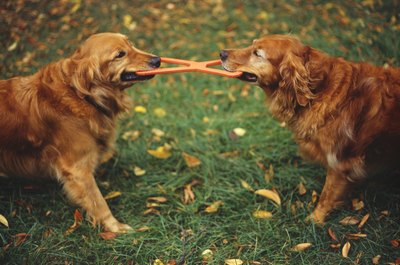 Ryan McVay/Photodisc/Getty Images Sometimes a toy can cause a tiff between nestmates.