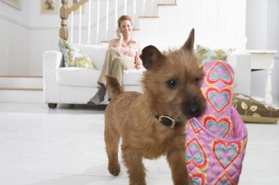 Digital Vision./Photodisc/Getty Images Leaving the TV on might distract your pup from your tasty shoes.