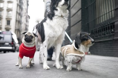 Digital Vision./Photodisc/Getty Images Unlike bigger dogs, pugs need help staying warm.