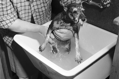 Al Barry/Valueline/Getty Images Dog washing areas make grooming easier.