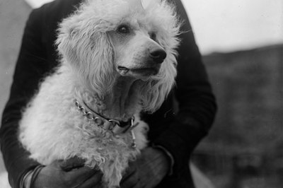 Fox Photos/Valueline/Getty Images Standards are the largest of the poodle breeds.