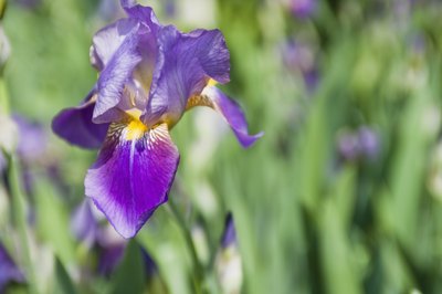 Comstock Images/Comstock/Getty Images Named for the Greek goddess who rode rainbows, iris species are toxic to all animals.