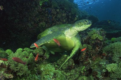 Comstock Images/Comstock/Getty Images Careers in oceanography are specialized and diverse.