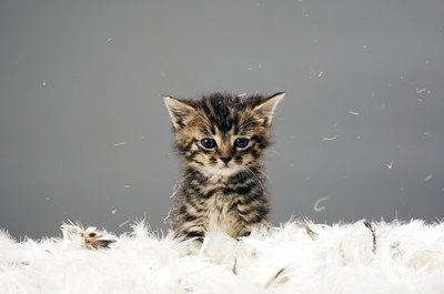 Martin Poole/Digital Vision/Getty Images Rescue Remedy can keep your kitty calm during a visit to the vet.