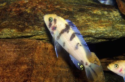 Medioimages/Photodisc/Photodisc/Getty Images African cichlids like water with a high pH.