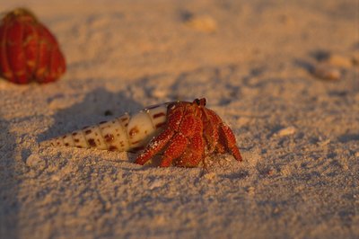 Comstock Images/Comstock/Getty Images Depending on the size of your crabs, you'll need six to 12 inches of substrate.