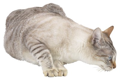 How To Make A Cat Remover From Hydrogen Peroxide Pets