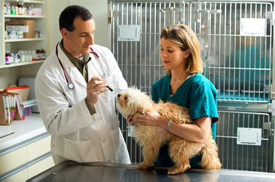 Thinkstock/Comstock/Getty Images Vet techs work closely with the veterinarian, the animals and the owners.
