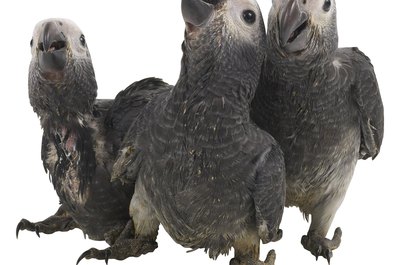 Hemera Technologies/PhotoObjects.net/Getty Images Captive-born African greys are less likely to have worms.