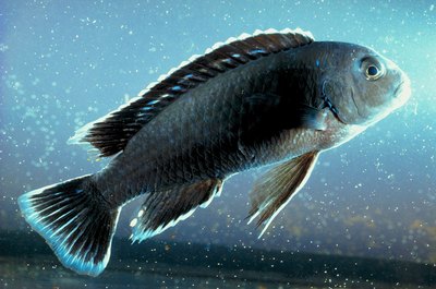 Jupiterimages/Photos.com/Getty Images African cichlids need hard water.