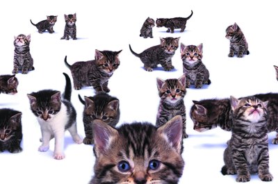 Photodisc/Photodisc/Getty Images Feeding all these guys appropriately can be overwhelming.