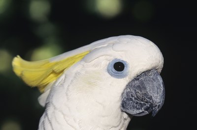show me a picture of a cockatoo bird