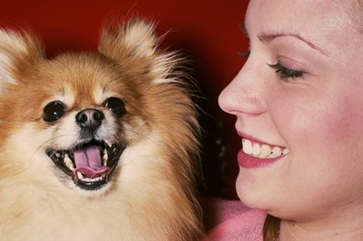 Ryan McVay/Lifesize/Getty Images A Pomeranian makes an excellent companion and watchdog for her owner.