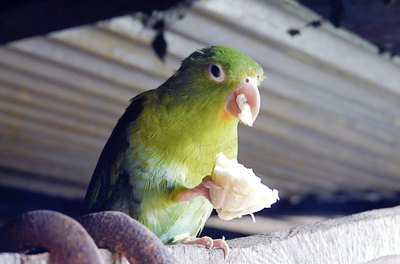 alfonso_c_orive/iStock/Getty Images The rough texture of natural branches prevents her feet from slipping when perched.