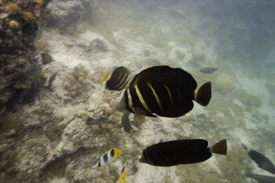 Photodisc/Photodisc/Getty Images Sailfin tangs like to eat algae.