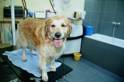 David De Lossy/Photodisc/Getty Images Certain shampoos help remedy an oily coat.