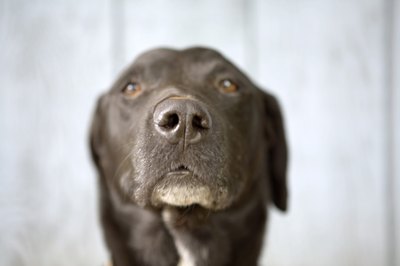 FogStock/Alin Dragulin/FogStock/Getty Images Dogs are part of the pack; they also remember the actions of their pack.