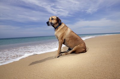 Thinkstock/Comstock/Getty Images "You go fetch the ball; my feet hurt."
