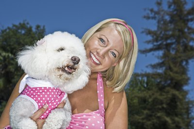Brand X Pictures/Brand X Pictures/Getty Images Bichon frise puppies are known for their stubborn but loving behavior as pets.