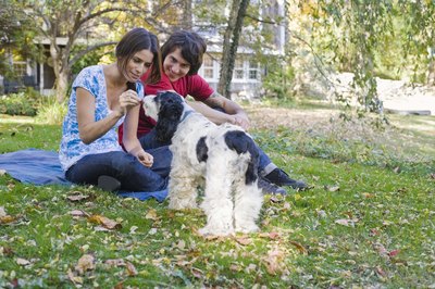 Jupiterimages/Comstock/Getty Images Reward your cocker spaniel poodle mix with a treat each time he relieves himself outside.