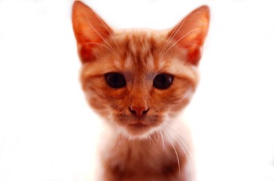 John Foxx/Stockbyte/Getty Images Your kitten's eye cold could be caused by many different things.