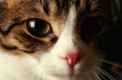 What Color Are Most Cat Noses? - Pets
