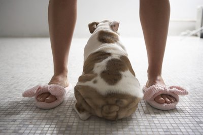 Chris Amaral/Digital Vision/Getty Images A tightly-tucked tail can be hard to see.