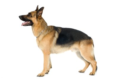 Jupiterimages/Photos.com/Getty Images The DNA mutation causing degenerative myelopathy is now known.