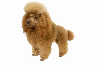 George Doyle & Ciaran Griffin/Stockbyte/Getty Images People mix all kinds of breeds with poodles to get a hybrid "oodle" dog.