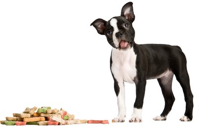 Jupiterimages/PhotoObjects.net/Getty Images Don't bore your dog with the store-bought stuff.