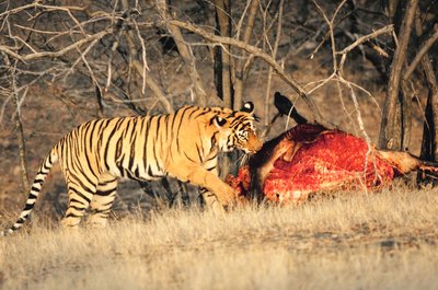 Jupiterimages/Photos.com/Getty Images In the wild, cats eat raw meats in the form of prey.
