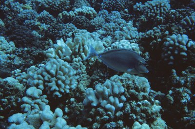 Ryan McVay/Photodisc/Getty Images Reef aquariums require more effort and expertise than other aquariums.