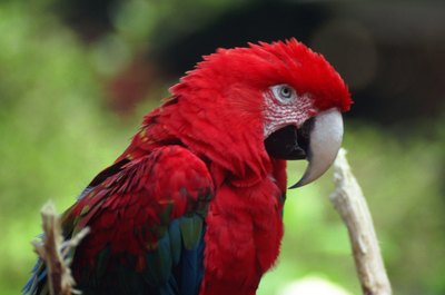 John Foxx/Stockbyte/Getty Images Birds dislike the smell of hairspray, perfume and after-shave—they can be toxic.