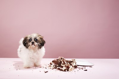Martin Poole/Digital Vision/Getty Images Scruffy may trash your carpet, but he still loves you unconditionally.