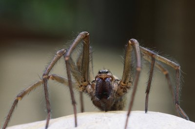 Ablestock.com/AbleStock.com/Getty Images Most spiders look more dangerous than they really are.