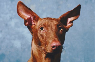 Jupiterimages/Photos.com/Getty Images Your dog's ears are poorly insulated and susceptible to frostbite.