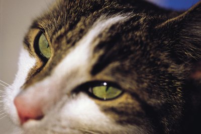 John Foxx/Stockbyte/Getty Images Nesting behaviors become extremely common at the end of feline pregnancies.